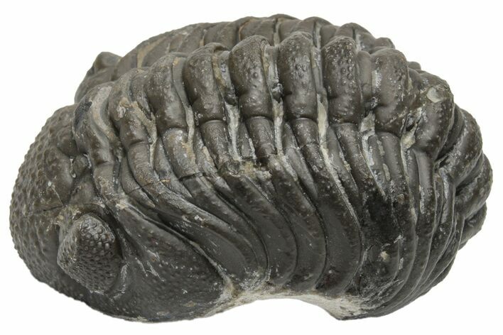 Wide, Curled Morocops Trilobite - Morocco #224207